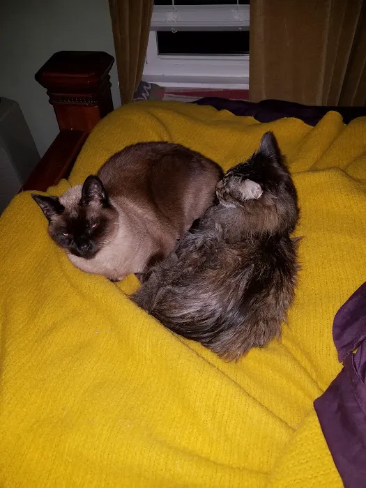 Catisfaction Cat Clinic 7
