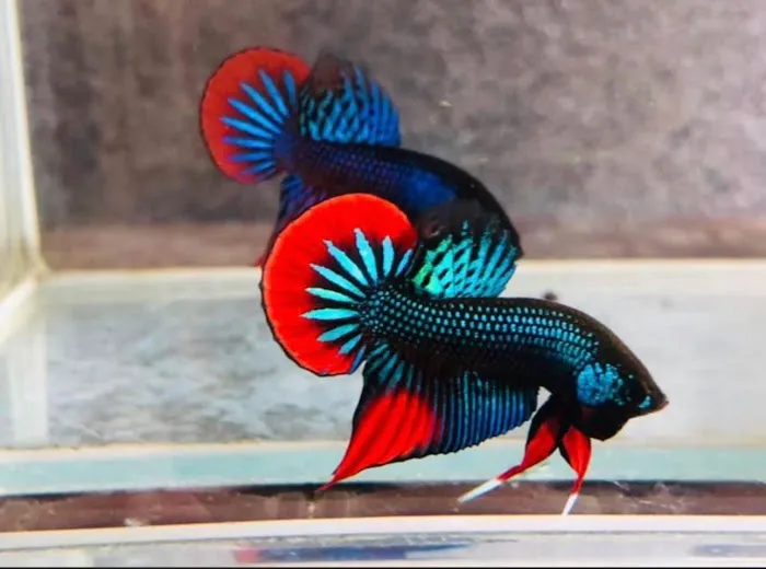 Joel Fish Transhipper 4