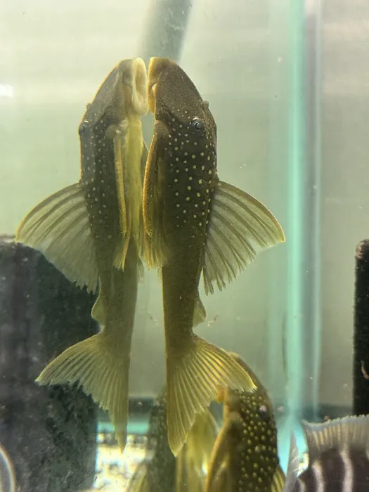 Joel Fish Transhipper 3