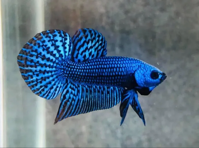 Joel Fish Transhipper 9