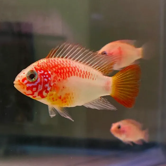 Joel Fish Transhipper 10