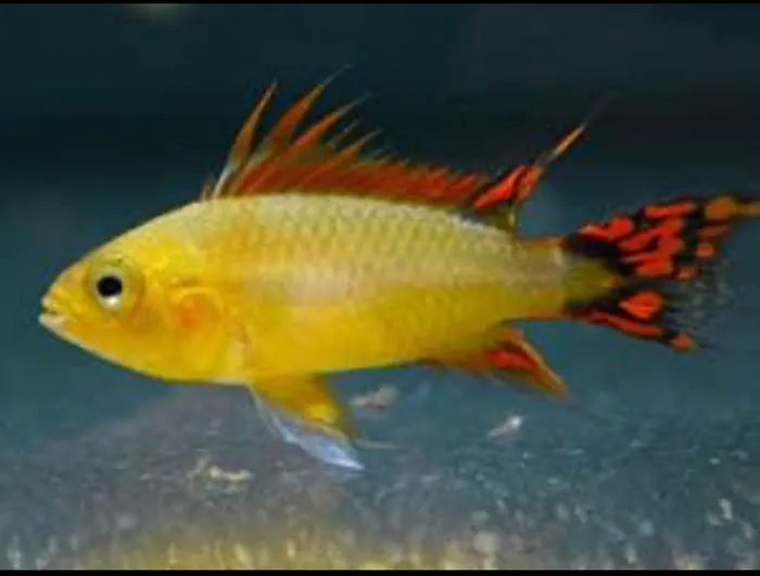 Joel Fish Transhipper 6
