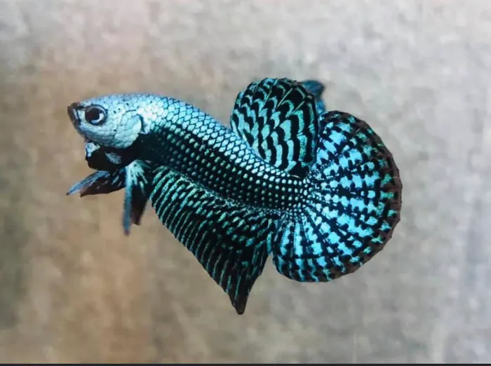 Joel Fish Transhipper 1