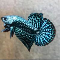 Joel Fish Transhipper ico