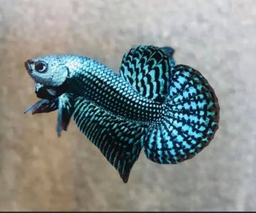 Joel Fish Transhipper