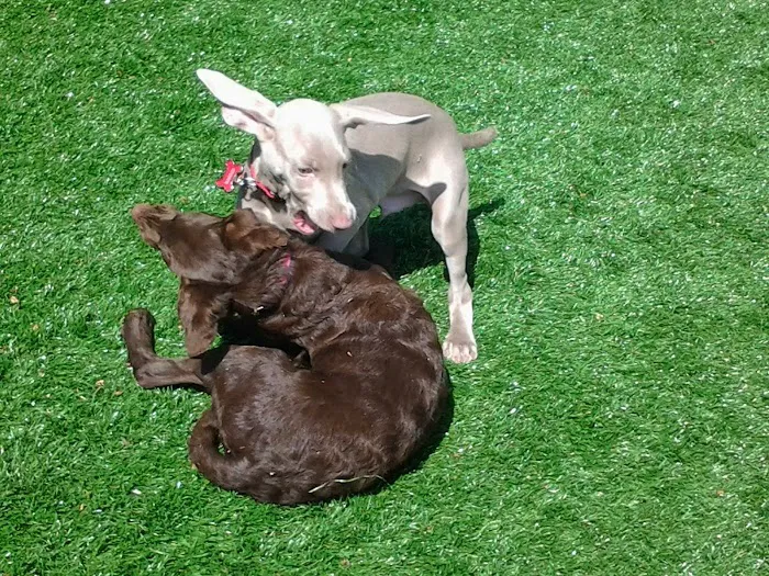 Madison Animal Care Hospital 8