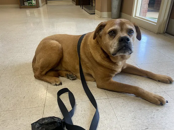 Best Friends Animal Hospital 4