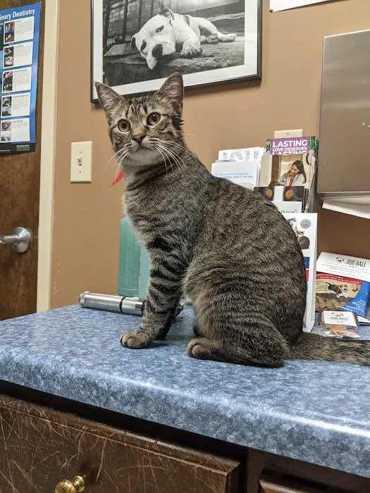 Best Friends Animal Hospital 7