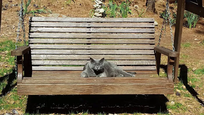 Best Friends Animal Hospital 2
