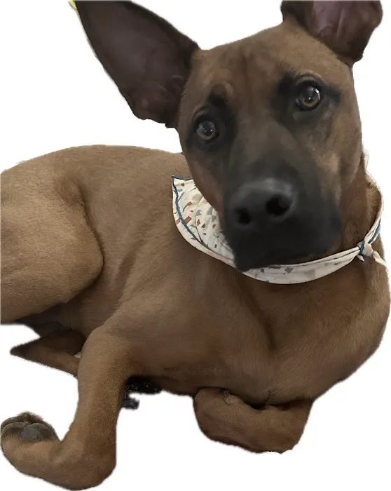 Best Friends Animal Hospital 8