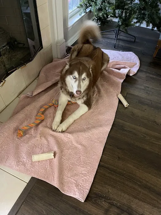 easyvet Veterinarian Madison 8