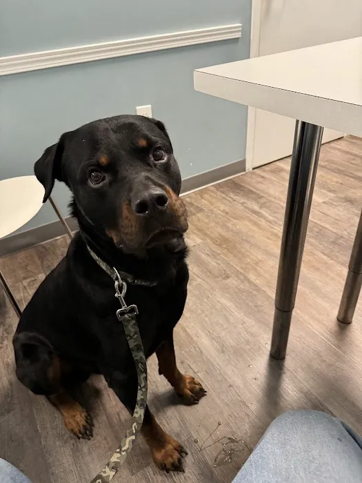 easyvet Veterinarian Madison 2