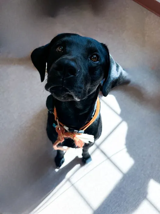 Southpaw Animal Clinic of Madison 1