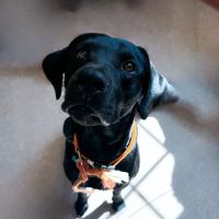 Southpaw Animal Clinic of Madison ico