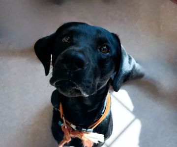 Southpaw Animal Clinic of Madison