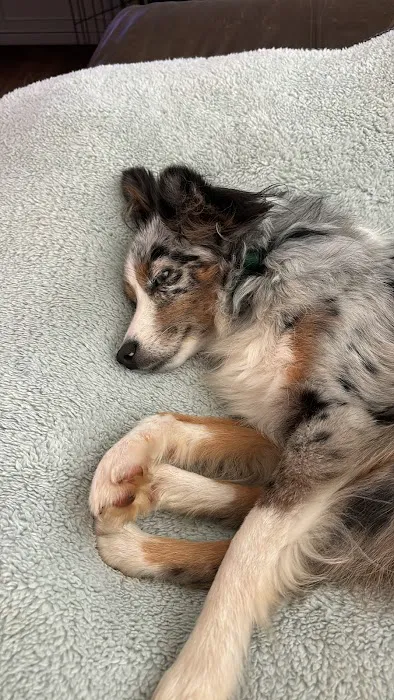 Southpaw Animal Clinic of Madison 4