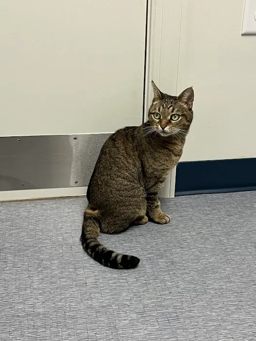 Southpaw Animal Clinic of Madison 8