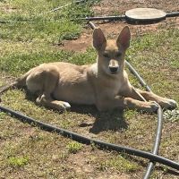 Mill Creek Veterinary Care Center ico