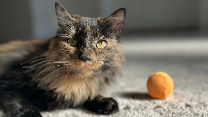 Mill Creek Veterinary Care Center 7