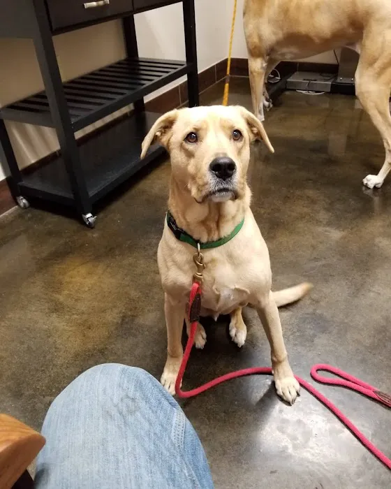Pet Hospital of Madison 2