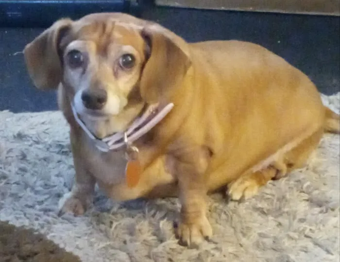 Valley Animal Clinic: Williams Charles F DVM 4