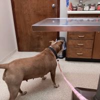 Valley Animal Clinic: Williams Charles F DVM ico