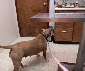 Valley Animal Clinic: Williams Charles F DVM