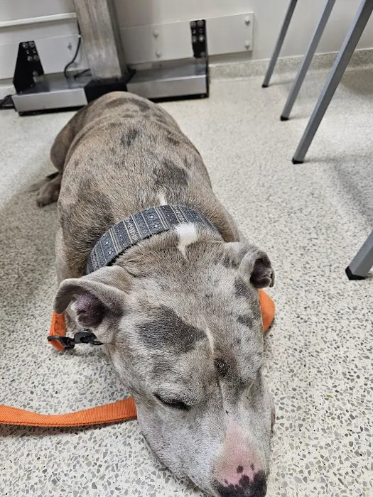 Valley Animal Clinic: Williams Charles F DVM 5
