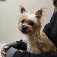 Valley Animal Clinic ico
