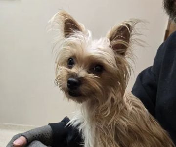 Valley Animal Clinic