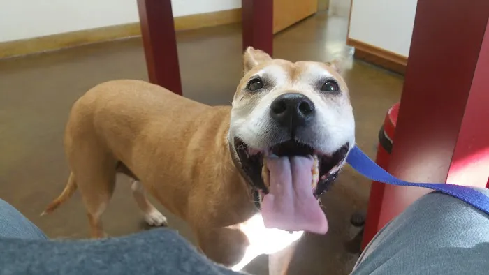 Harmony Heights Animal Hospital 2