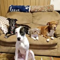 Harmony Heights Animal Hospital - James O Arnold DVM ico