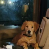 Mocksville Animal Hospital ico