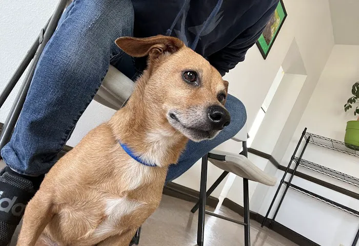 Mocksville Animal Hospital 7