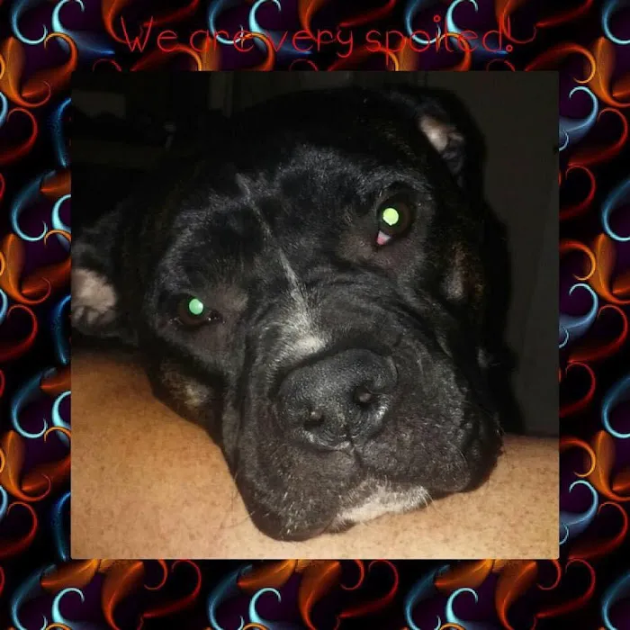 Mocksville Animal Hospital 6