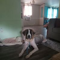 Holt Roger R DVM ico