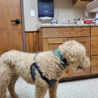 State Road Animal Hospital ico