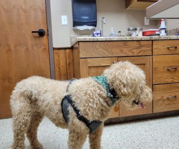 State Road Animal Hospital