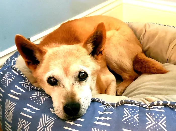 Bethlehem Animal Hospital 1