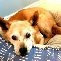 Bethlehem Animal Hospital ico
