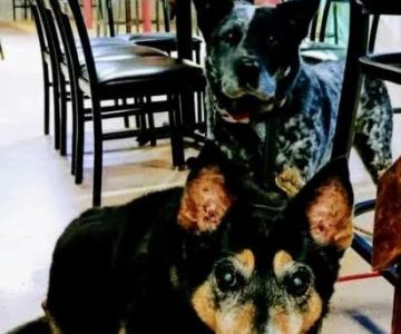 Springs Road Animal Hospital