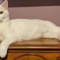 Countryside Pet Hospital ico