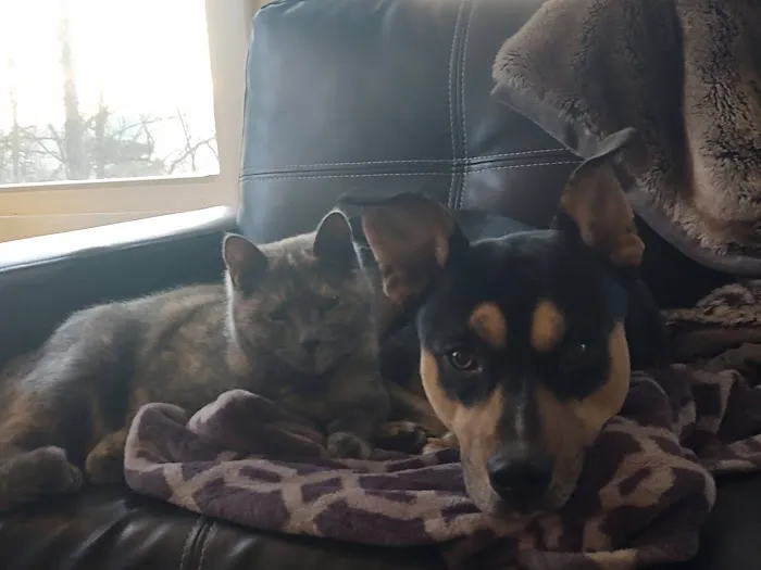 Hill Animal Hospital 5