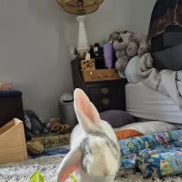 All Hearts Animal Hospital ico