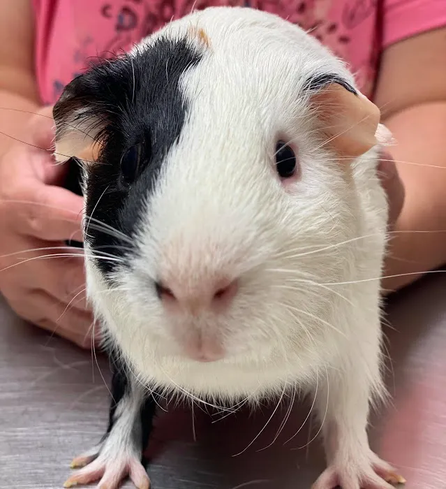 All Hearts Animal Hospital 8