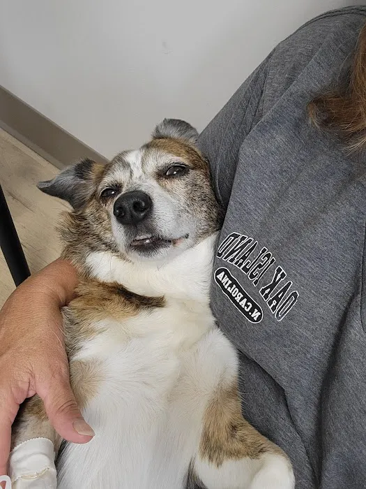 Carolina Animal Specialty & Emergency 2