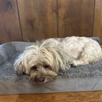 Carolina Animal Specialty & Emergency ico
