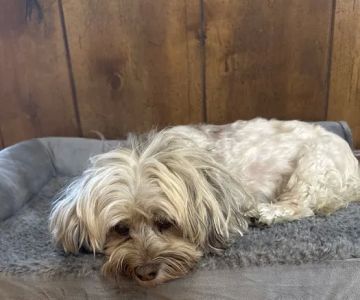Carolina Animal Specialty & Emergency