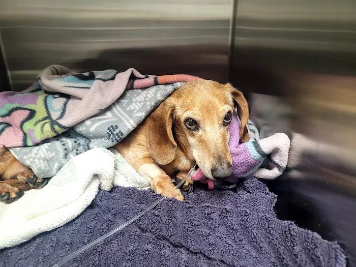 Carolina Animal Specialty & Emergency 6
