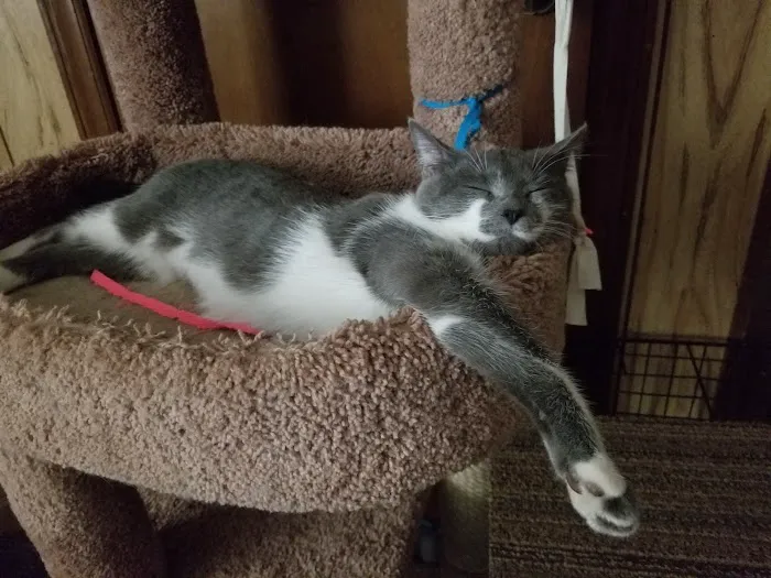 Banfield Pet Hospital 5